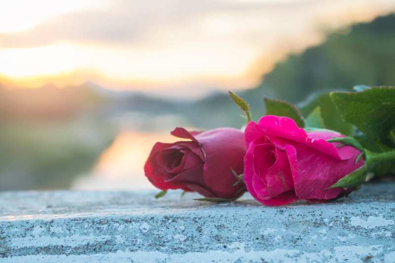 pink rose